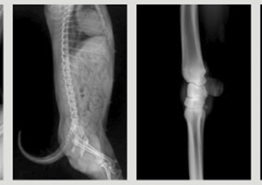 muestras del SIUI SR-8100 Rayos X veterinario portatil